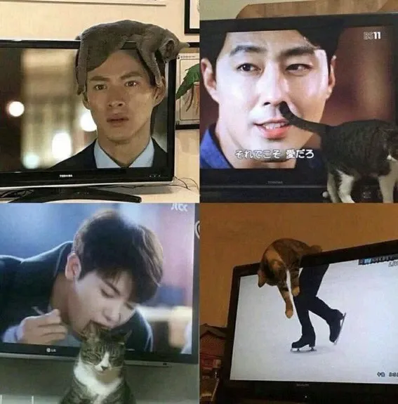 ‘Why I Should Have A Cat’: This Instagram Page Might Be The Reason You End Up Getting A Cat (51 Pics)