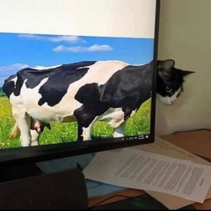 ‘Why I Should Have A Cat’: This Instagram Page Might Be The Reason You End Up Getting A Cat (51 Pics)