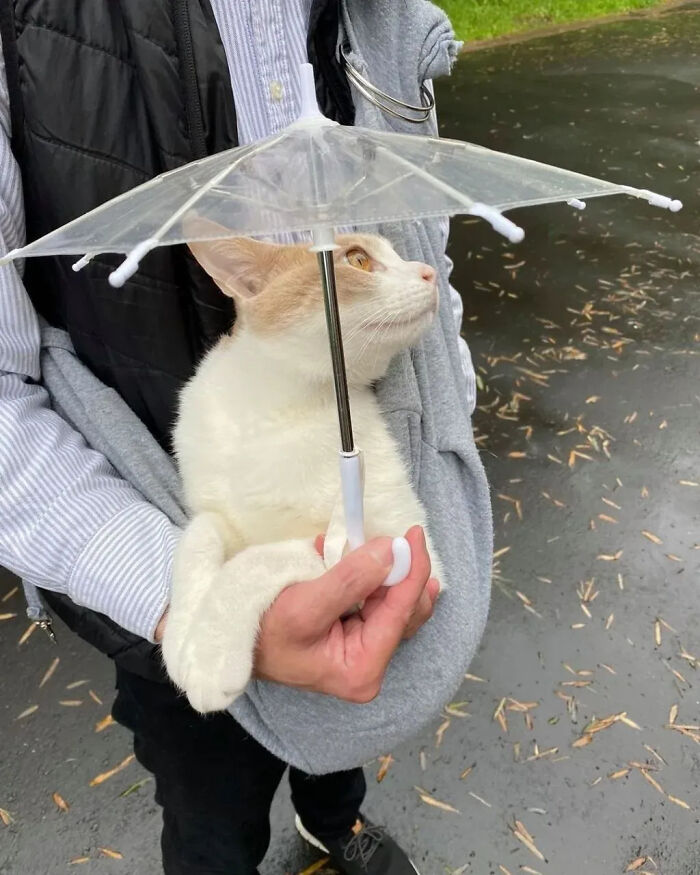 ‘Why I Should Have A Cat’: This Instagram Page Might Be The Reason You End Up Getting A Cat (51 Pics)