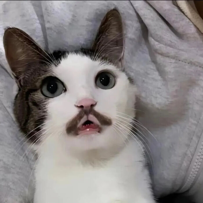 ‘Why I Should Have A Cat’: This Instagram Page Might Be The Reason You End Up Getting A Cat (51 Pics)