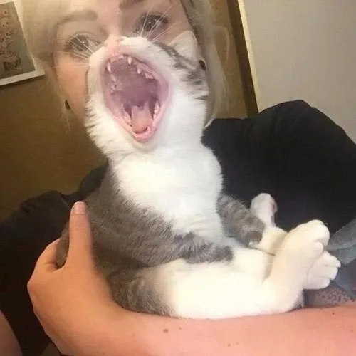 ‘Why I Should Have A Cat’: This Instagram Page Might Be The Reason You End Up Getting A Cat (51 Pics)