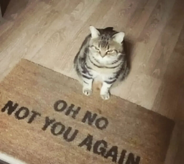 ‘Why I Should Have A Cat’: This Instagram Page Might Be The Reason You End Up Getting A Cat (51 Pics)