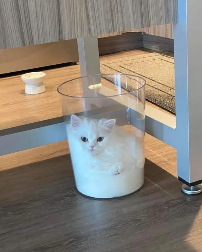 ‘Why I Should Have A Cat’: This Instagram Page Might Be The Reason You End Up Getting A Cat (51 Pics)