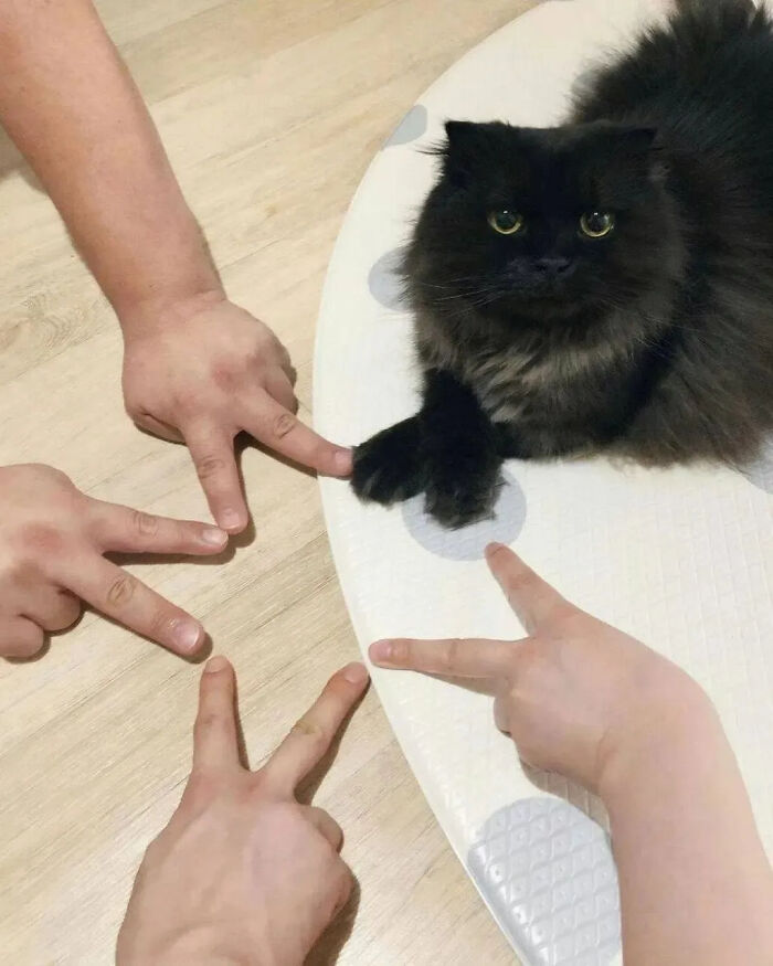 ‘Why I Should Have A Cat’: This Instagram Page Might Be The Reason You End Up Getting A Cat (51 Pics)