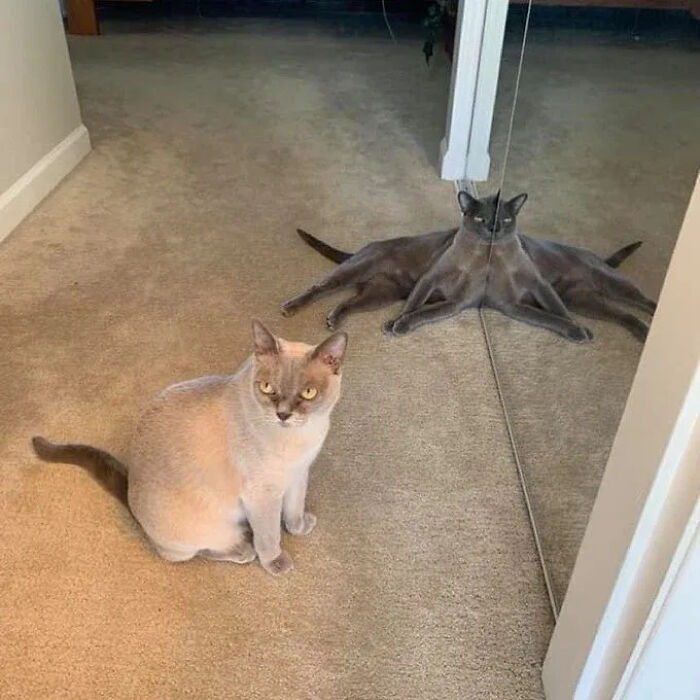 ‘Why I Should Have A Cat’: This Instagram Page Might Be The Reason You End Up Getting A Cat (51 Pics)