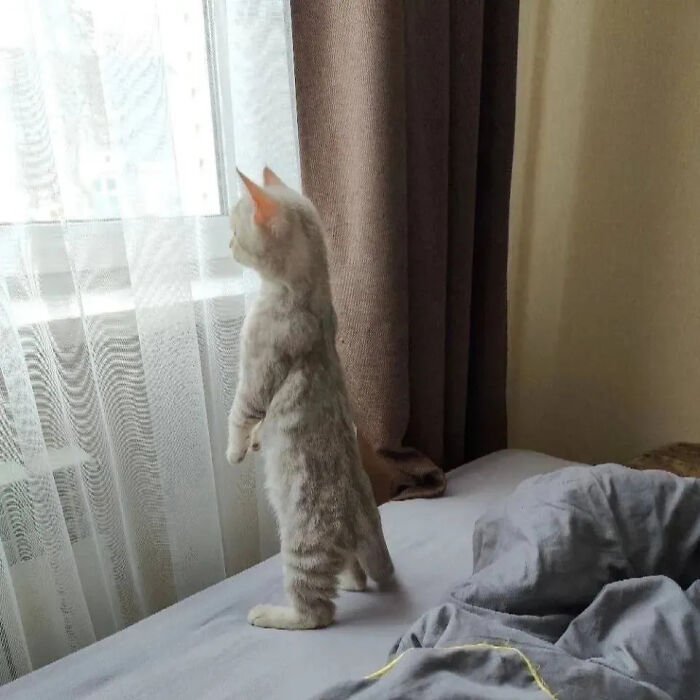 ‘Why I Should Have A Cat’: This Instagram Page Might Be The Reason You End Up Getting A Cat (51 Pics)