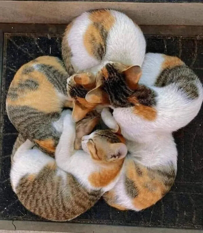 ‘Why I Should Have A Cat’: This Instagram Page Might Be The Reason You End Up Getting A Cat (51 Pics)