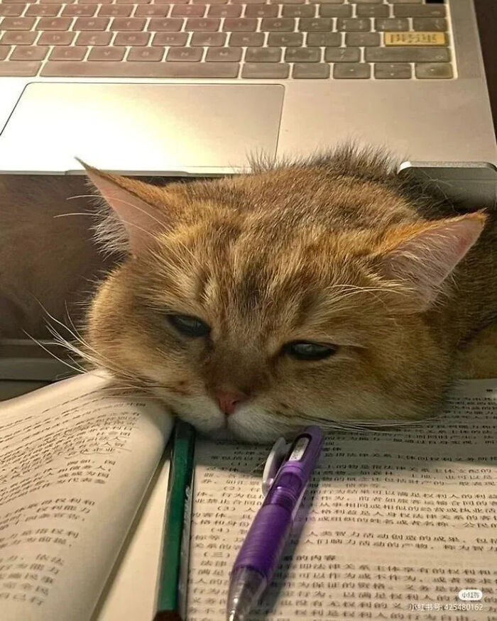 ‘Why I Should Have A Cat’: This Instagram Page Might Be The Reason You End Up Getting A Cat (51 Pics)