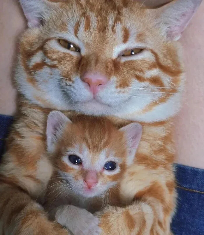 ‘Why I Should Have A Cat’: This Instagram Page Might Be The Reason You End Up Getting A Cat (51 Pics)