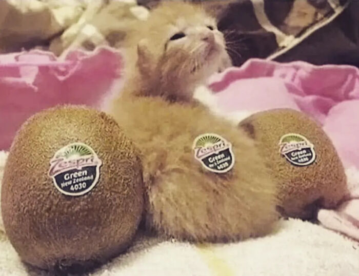 ‘Why I Should Have A Cat’: This Instagram Page Might Be The Reason You End Up Getting A Cat (51 Pics)