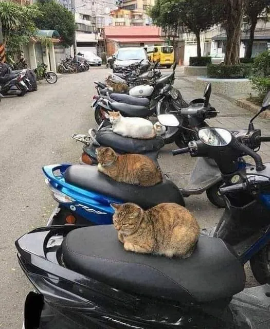 ‘Why I Should Have A Cat’: This Instagram Page Might Be The Reason You End Up Getting A Cat (51 Pics)