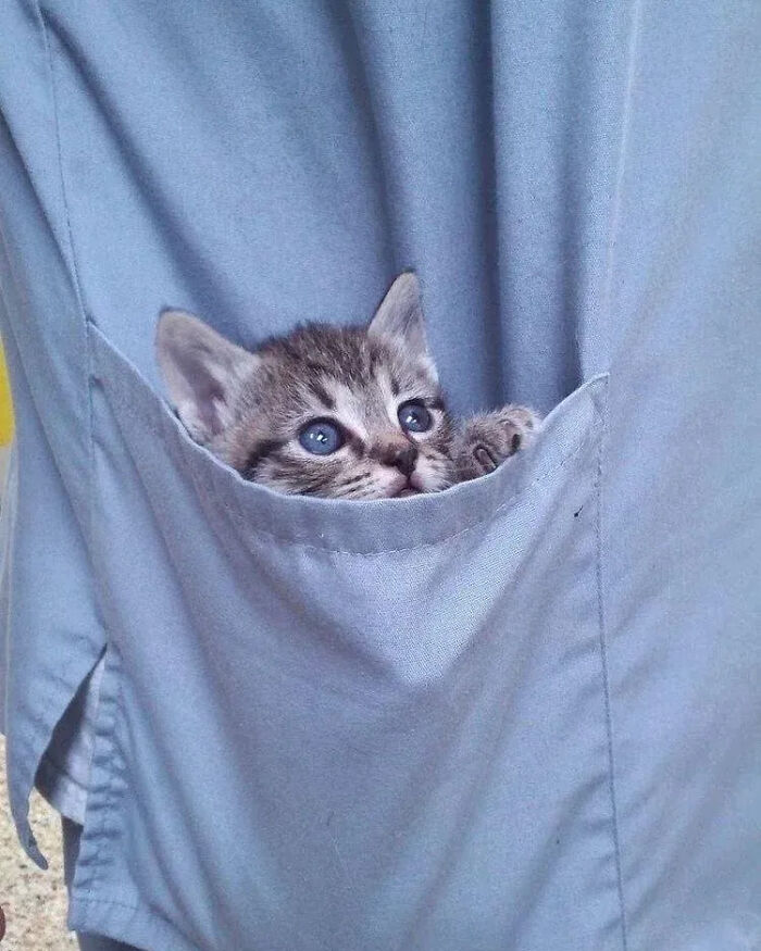 ‘Why I Should Have A Cat’: This Instagram Page Might Be The Reason You End Up Getting A Cat (51 Pics)