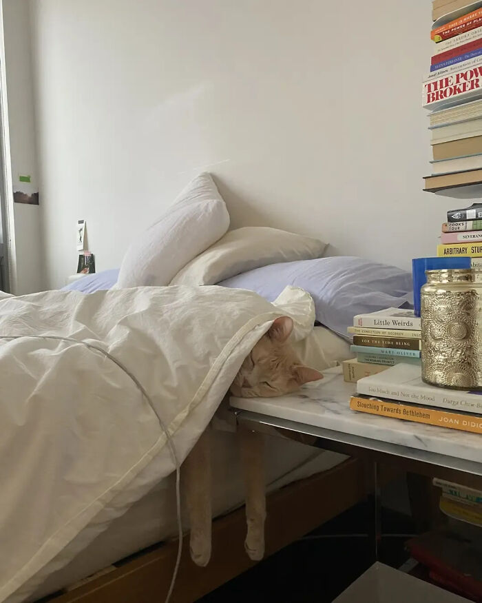 ‘Why I Should Have A Cat’: This Instagram Page Might Be The Reason You End Up Getting A Cat (51 Pics)