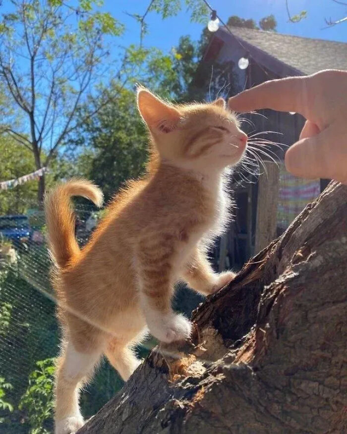 ‘Why I Should Have A Cat’: This Instagram Page Might Be The Reason You End Up Getting A Cat (51 Pics)