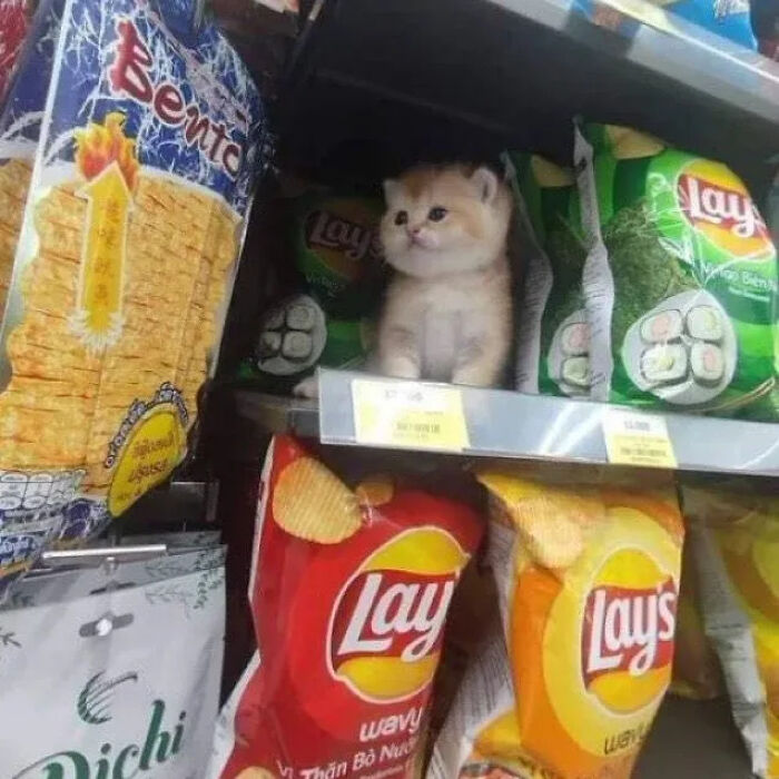 ‘Why I Should Have A Cat’: This Instagram Page Might Be The Reason You End Up Getting A Cat (51 Pics)