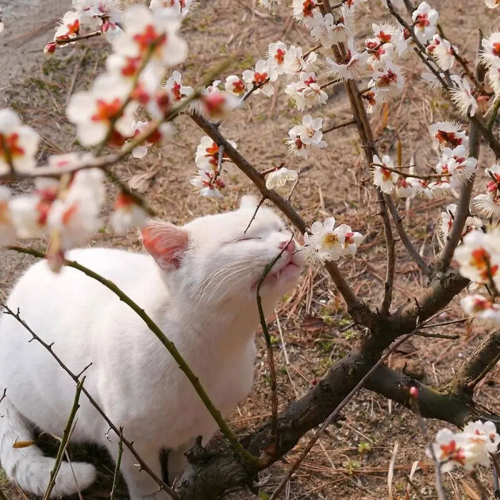 ‘Why I Should Have A Cat’: This Instagram Page Might Be The Reason You End Up Getting A Cat (51 Pics)