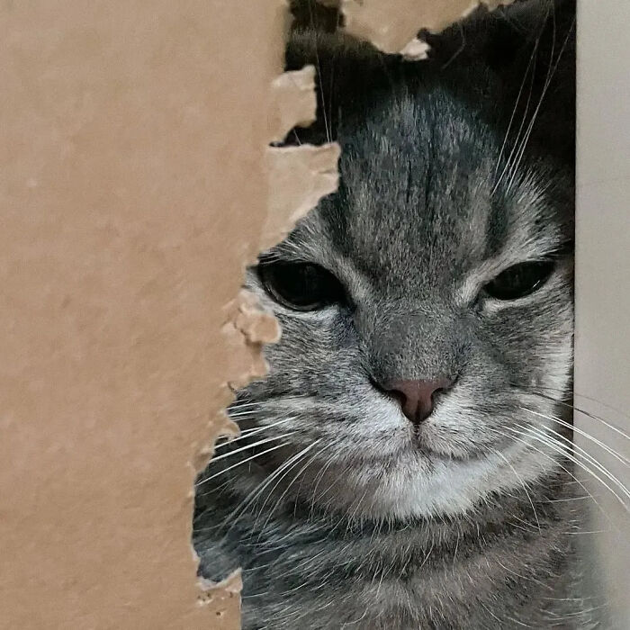 ‘Why I Should Have A Cat’: This Instagram Page Might Be The Reason You End Up Getting A Cat (51 Pics)