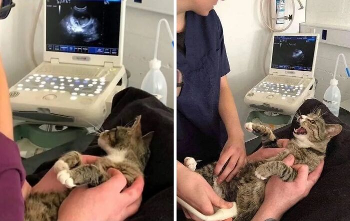 ‘Why I Should Have A Cat’: This Instagram Page Might Be The Reason You End Up Getting A Cat (51 Pics)