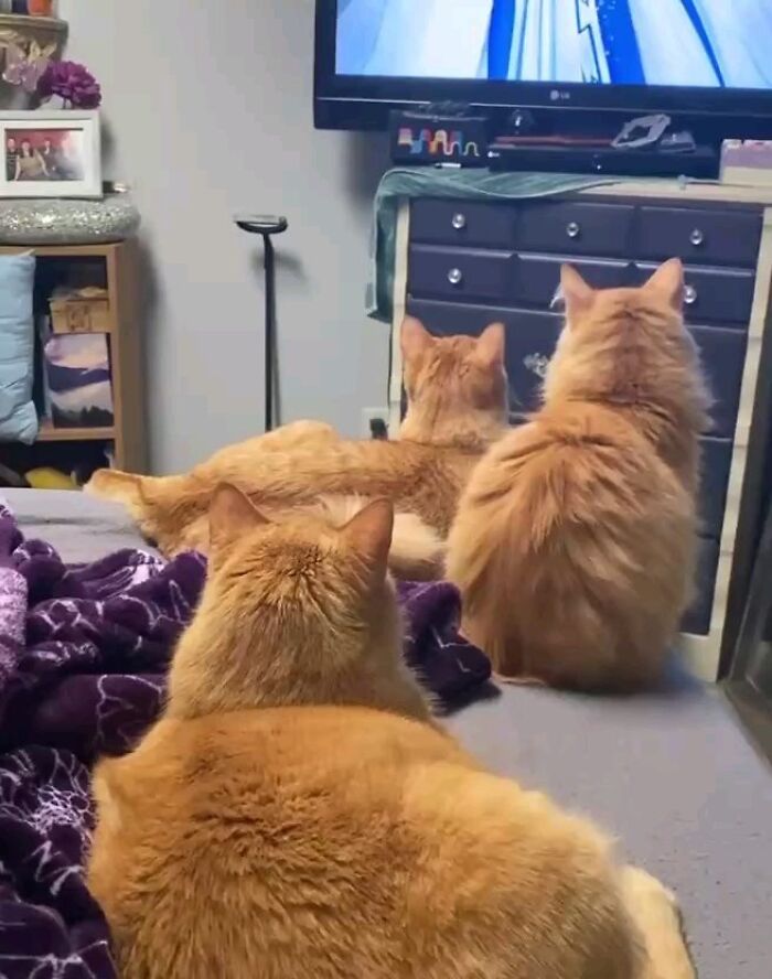 ‘Why I Should Have A Cat’: This Instagram Page Might Be The Reason You End Up Getting A Cat (51 Pics)