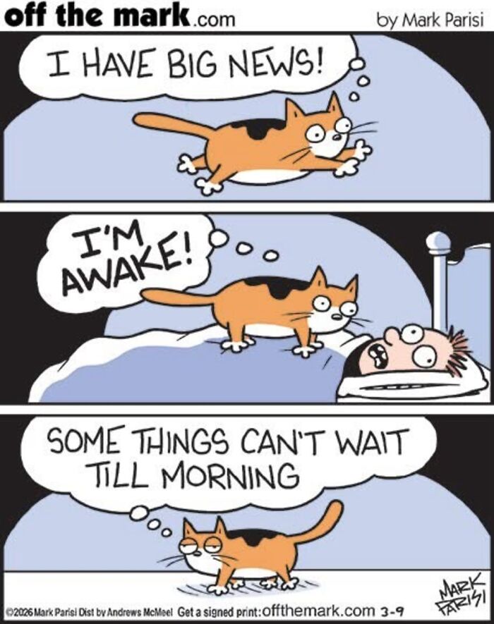 This Artist Sums Up Life With A Cat In His 37 New Funny Cartoons