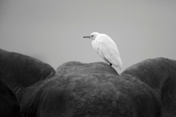 This Photographer Captured 50 B&W Wildlife Photos And Shared The Stories Behind Them