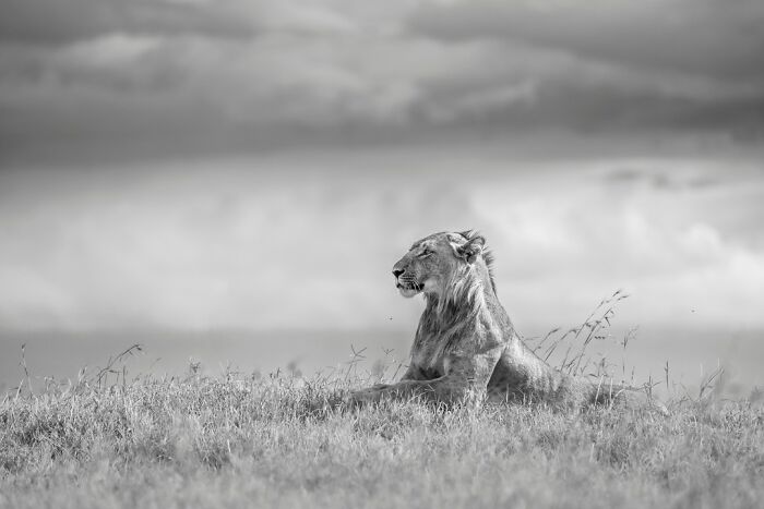 This Photographer Captured 50 B&W Wildlife Photos And Shared The Stories Behind Them