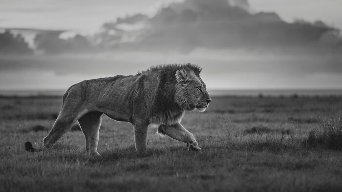 This Photographer Captured 50 B&W Wildlife Photos And Shared The Stories Behind Them