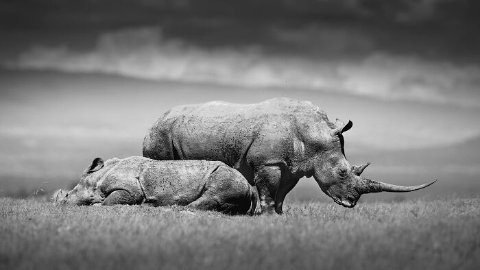 This Photographer Captured 50 B&W Wildlife Photos And Shared The Stories Behind Them