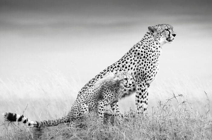 This Photographer Captured 50 B&W Wildlife Photos And Shared The Stories Behind Them
