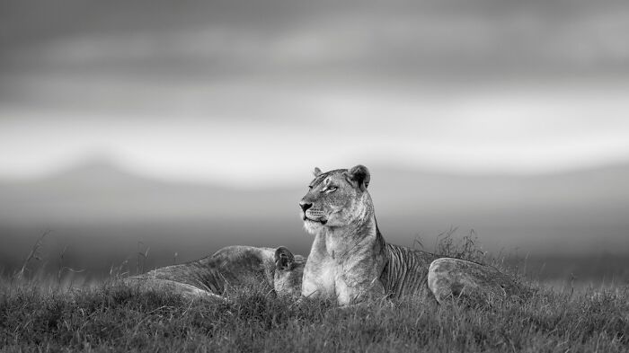 This Photographer Captured 50 B&W Wildlife Photos And Shared The Stories Behind Them