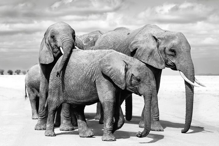 This Photographer Captured 50 B&W Wildlife Photos And Shared The Stories Behind Them
