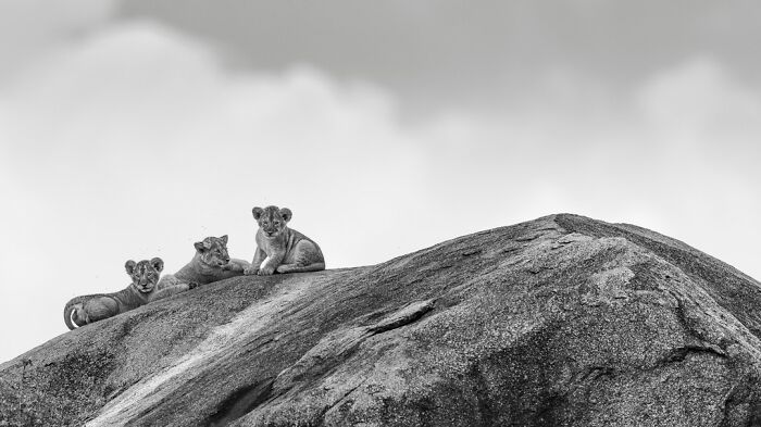 This Photographer Captured 50 B&W Wildlife Photos And Shared The Stories Behind Them
