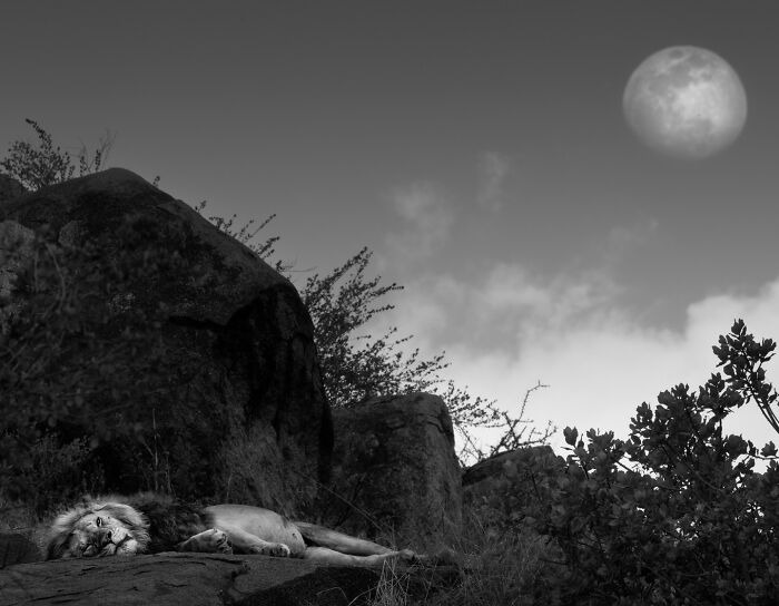 This Photographer Captured 50 B&W Wildlife Photos And Shared The Stories Behind Them