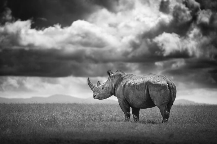 This Photographer Captured 50 B&W Wildlife Photos And Shared The Stories Behind Them