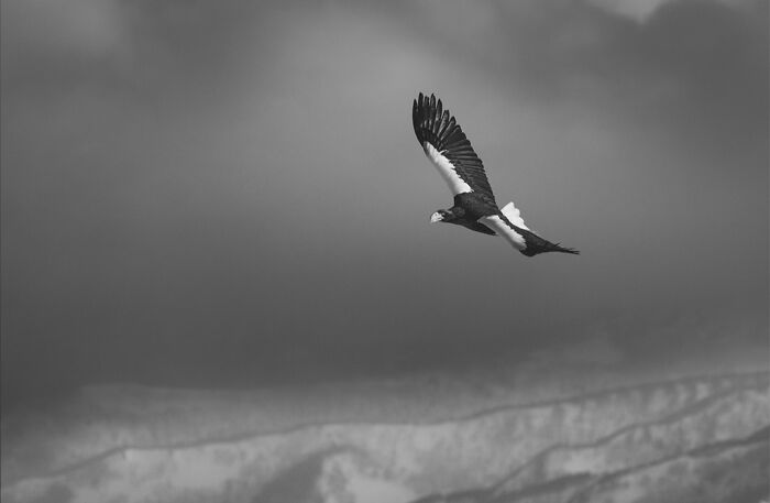 This Photographer Captured 50 B&W Wildlife Photos And Shared The Stories Behind Them