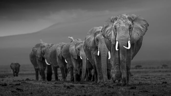 This Photographer Captured 50 B&W Wildlife Photos And Shared The Stories Behind Them