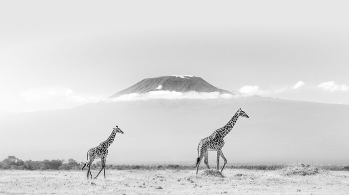 This Photographer Captured 50 B&W Wildlife Photos And Shared The Stories Behind Them