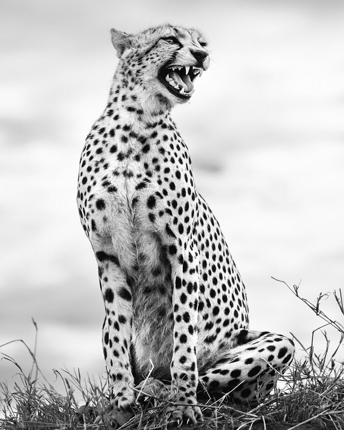 This Photographer Captured 50 B&W Wildlife Photos And Shared The Stories Behind Them