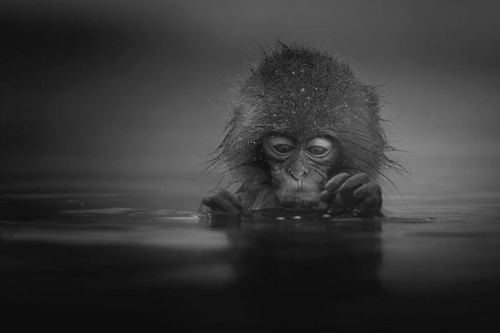 This Photographer Captured 50 B&W Wildlife Photos And Shared The Stories Behind Them