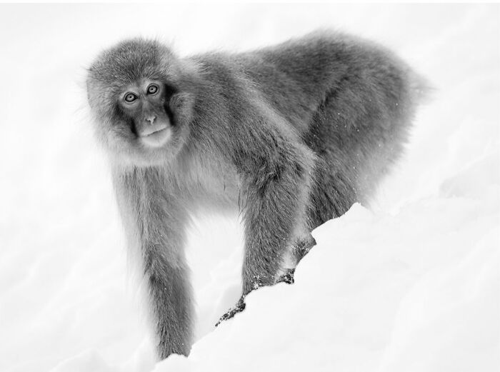 This Photographer Captured 50 B&W Wildlife Photos And Shared The Stories Behind Them