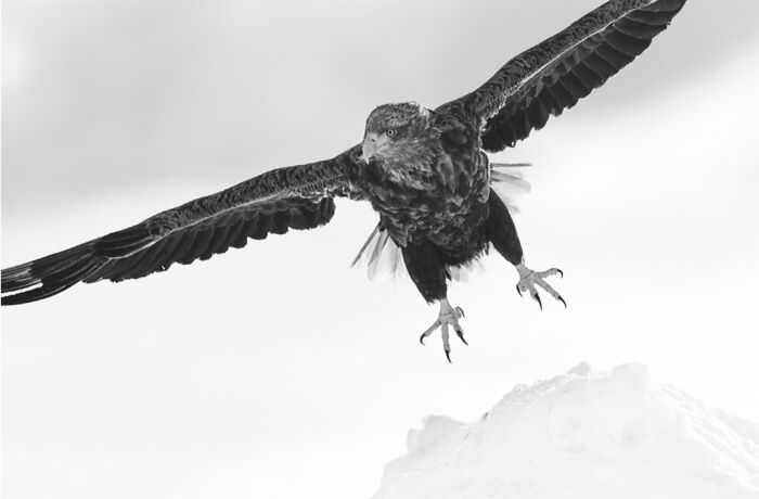 This Photographer Captured 50 B&W Wildlife Photos And Shared The Stories Behind Them