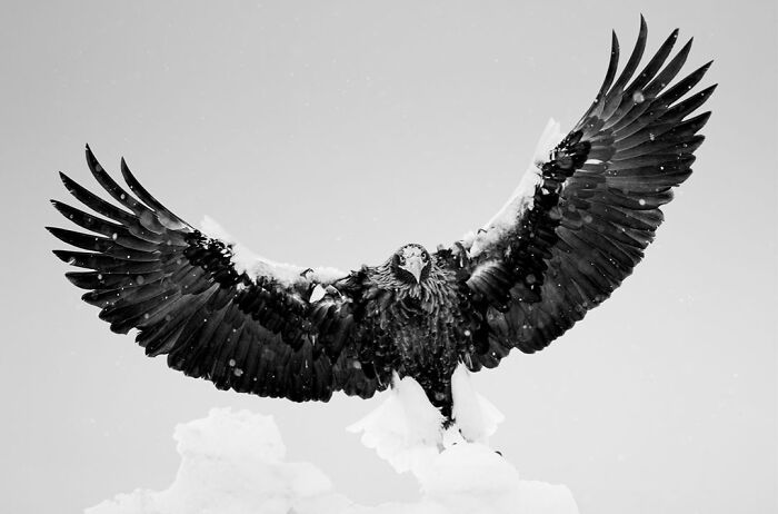 This Photographer Captured 50 B&W Wildlife Photos And Shared The Stories Behind Them