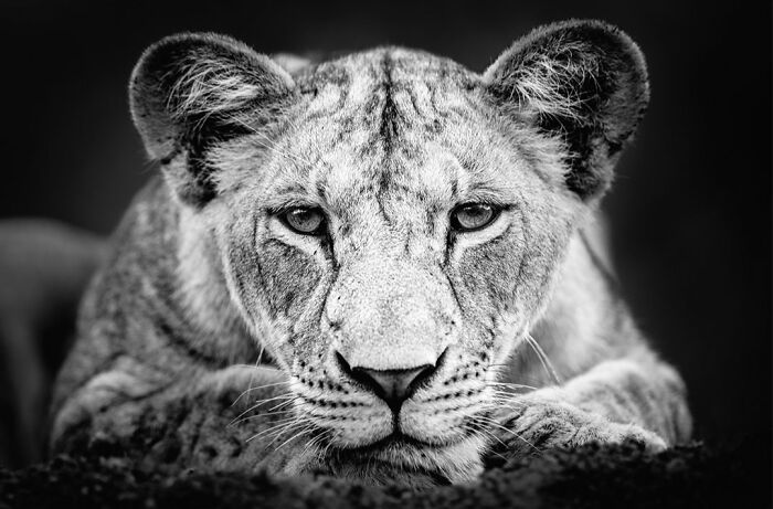 This Photographer Captured 50 B&W Wildlife Photos And Shared The Stories Behind Them