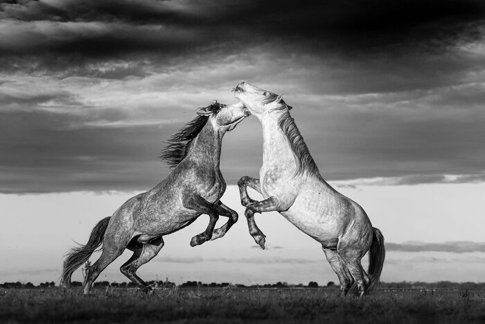 This Photographer Captured 50 B&W Wildlife Photos And Shared The Stories Behind Them