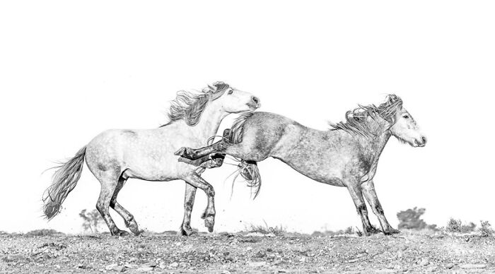 This Photographer Captured 50 B&W Wildlife Photos And Shared The Stories Behind Them