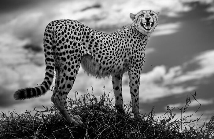 This Photographer Captured 50 B&W Wildlife Photos And Shared The Stories Behind Them