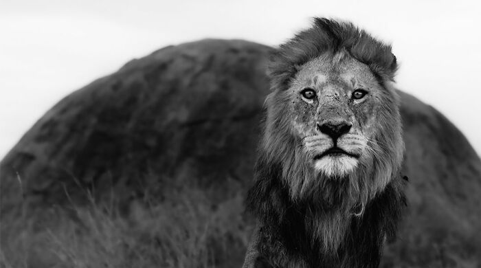 This Photographer Captured 50 B&W Wildlife Photos And Shared The Stories Behind Them