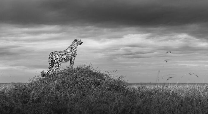 This Photographer Captured 50 B&W Wildlife Photos And Shared The Stories Behind Them