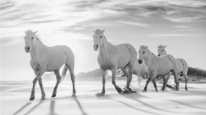 This Photographer Captured 50 B&W Wildlife Photos And Shared The Stories Behind Them