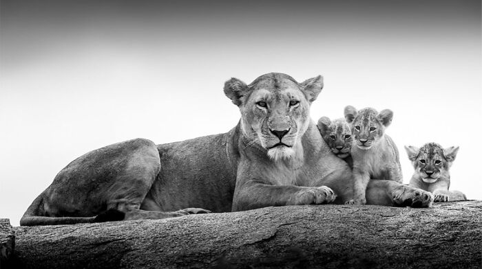 This Photographer Captured 50 B&W Wildlife Photos And Shared The Stories Behind Them